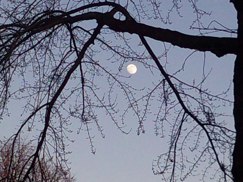 Afternoon Moon Amid Branches, 12/29/09