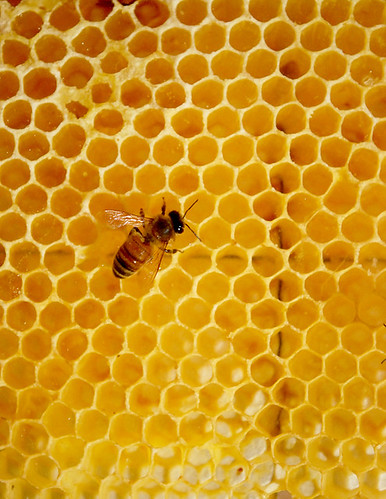 Lone honeybee