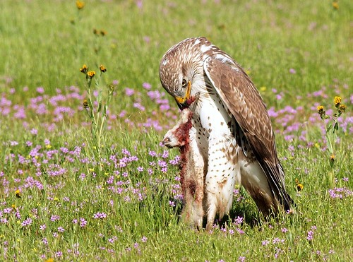 Ferruginous Hawk feasting