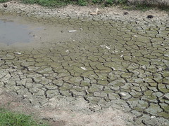 Pinang Tunggal Drought
