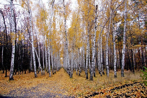 Березовая аллея - autumn vs. winter (in comment) - Landscape format ©  Tatters 
