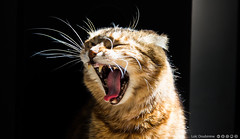 Tired angry cat by Z-tec, on Flickr