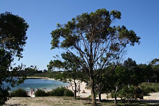 2014 Sydney: Frenchmans Bay beach #2