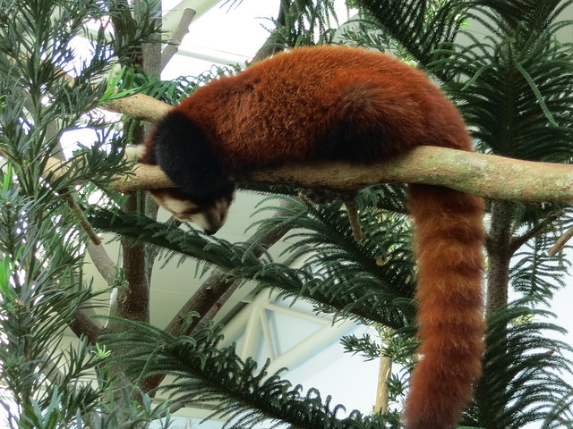 Red Panda Snoozing