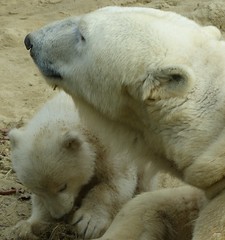 Polar Bear Cub "Q" and Her Loving Mum Giovanna