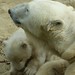 Polar Bear Cub "Q" and Her Loving Mum Giovanna