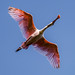 Roseate Spoonbills are back