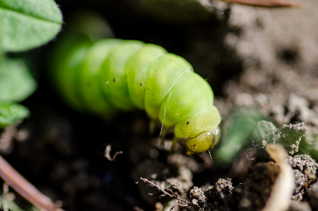 : Lawn caterpillar