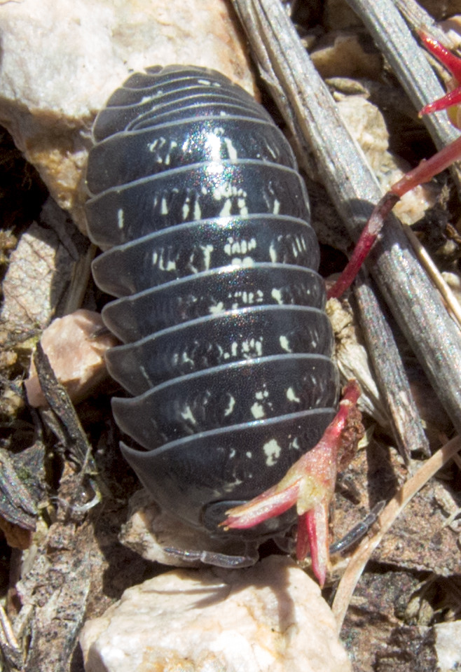 : -  / Armadillidium vulgare / (Common) pill-bug, (Common) pill woodlouse, Roly-poly, Doodle bug, or Carpenter