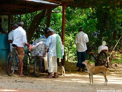 Sri Lanka, el perro y el gato • <a style="font-size:0.8em;" href="http://www.flickr.com/photos/92957341@N07/9164259113/" target="_blank">View on Flickr</a>