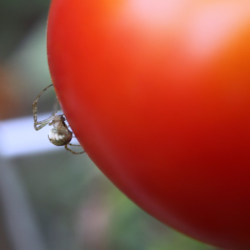la tomate / the tomato ©  OliBac