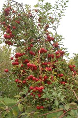 Tree Loaded w/ Rome Apples <a style="margin-left:10px; font-size:0.8em;" href="http://www.flickr.com/photos/91915217@N00/10302970665/" target="_blank">@flickr</a>