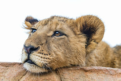 Tired lion cub