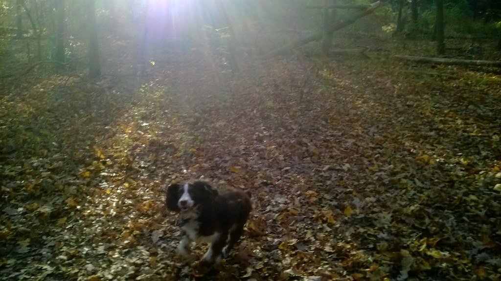 : Laika running in forest