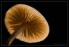 Big Mushroom (Backlit) (explored #22 on 24th Oct 2013)