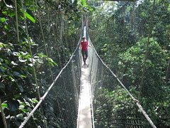 Canopy walk au Taman Negara <a style="margin-left:10px; font-size:0.8em;" href="http://www.flickr.com/photos/83080376@N03/33335183662/" target="_blank">@flickr</a>