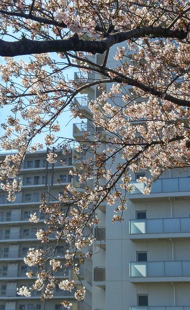 ようやく温かくなりました。桜は今週末が見...