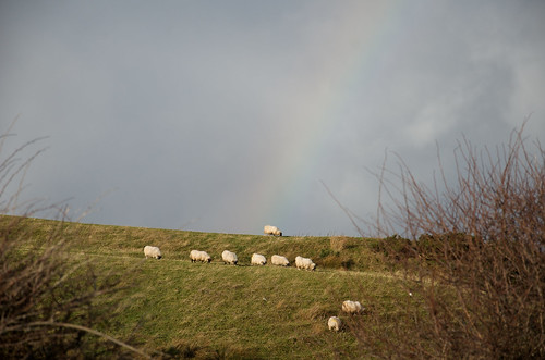 Rainbow sheep ©  Still ePsiLoN