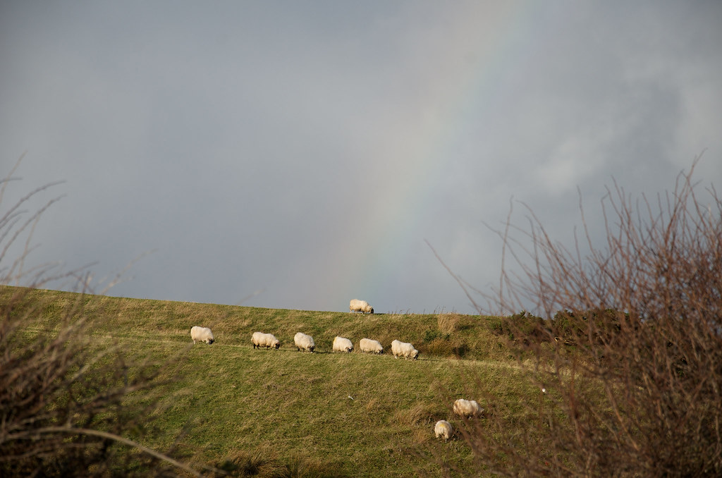 : Rainbow sheep