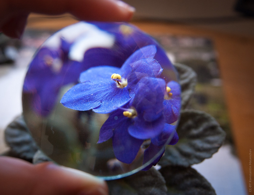 : African violets