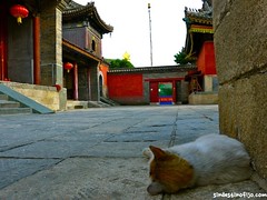 Gato Wutai Shan • <a style="font-size:0.8em;" href="http://www.flickr.com/photos/92957341@N07/9597520144/" target="_blank">View on Flickr</a>