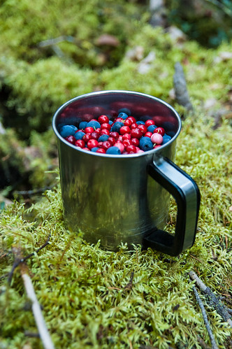 Cap of Bilberry And Cowberry ©  Konstantin Malanchev