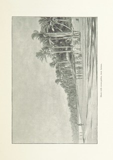 Image taken from page 381 of 'In the Australian Bush and on the coast of the Coral Sea: being the experiences and observations of a naturalist in Australia, New Guinea, and the Moluccas ... With eighty-six illustrations and four maps'