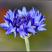 Silky Blue Cornflower