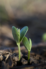Soybean Sprouts During Early Growth