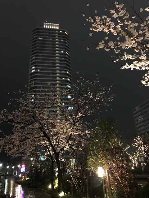 夜桜とハーバーランドタワー