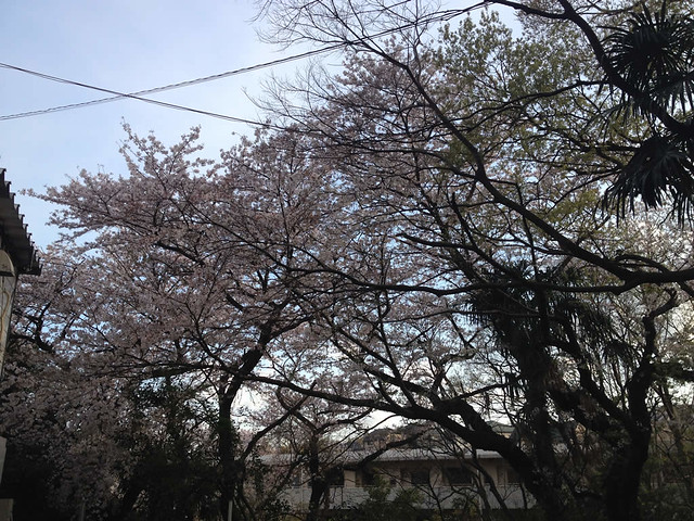 桜見れました