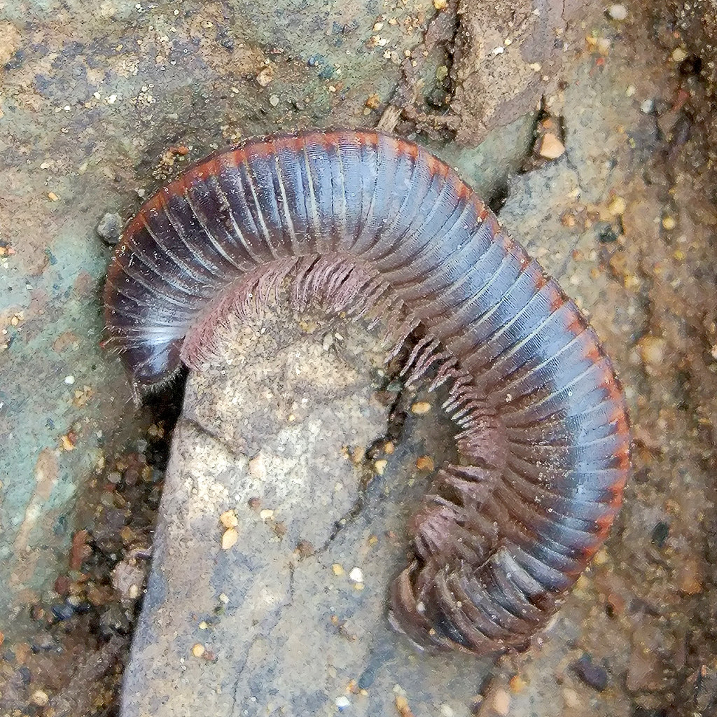 :   / Ommatoiulus sabulosus / Striped millipede / Sandschnurf