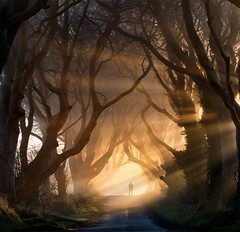 Темные изгороди, Северная Ирландия