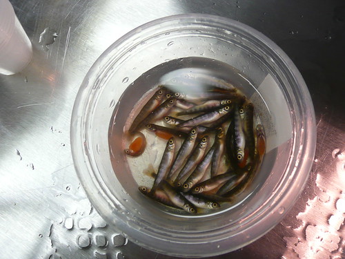 Recently Hatched Fall Chinook Salmon