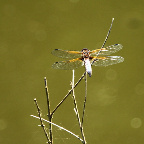libellule / dragonfly ©  OliBac