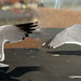 Study of the flight of seagulls 1 -stitch by Gianni Del Bufalo  CC BY 4.0