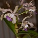 Cattleya loddiglossa 'Blues' x Cattleya leopoldii var. coerulea – Alex Nadzan