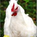 ðŸ£ Bavarian Hen in Trouble