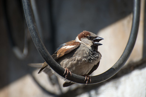 Sparrow ©  Andrey