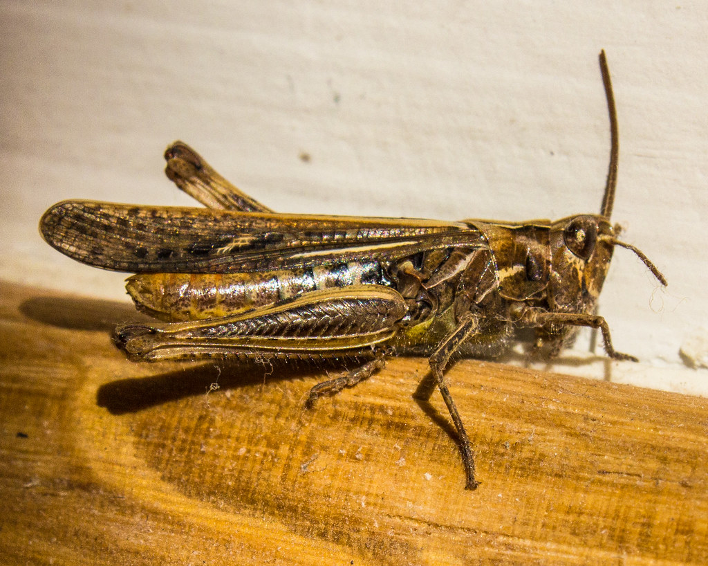: grasshopper