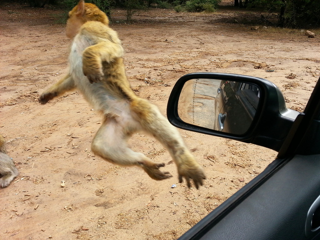 : Macaque berb`ere en vol