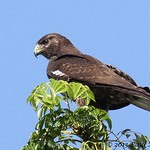 Short-tailed Hawk - dark morph juvenile (Buteo brachyurus)