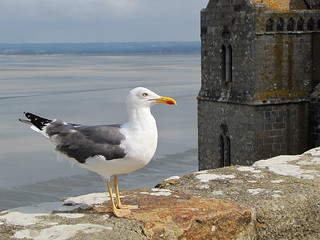 Seagull’s lookout