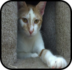 Amber, a 1-year-old female white and orange domestic shorthair