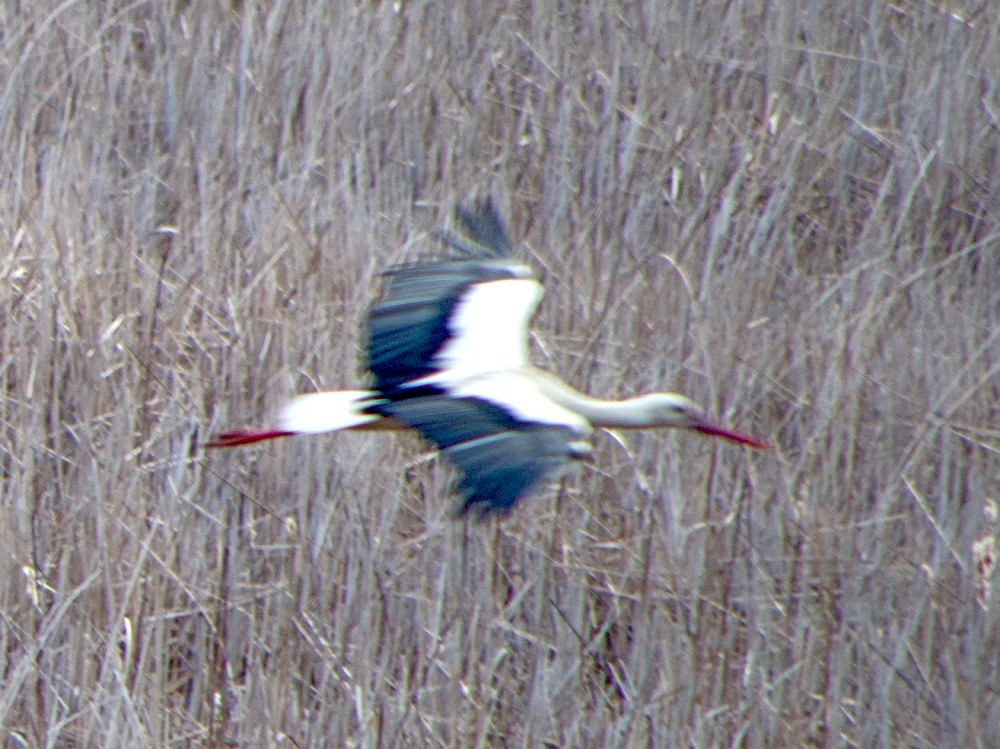 :   / Ciconia ciconia / White stork /   / Weissstorch
