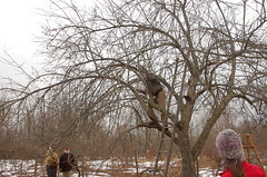 Apple Pruning Party <a style="margin-left:10px; font-size:0.8em;" href="http://www.flickr.com/photos/91915217@N00/13528318703/" target="_blank">@flickr</a>