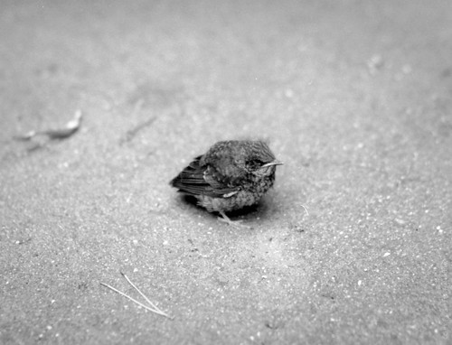 Little Sparrow ©  Konstantin Malanchev