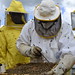 Lizzanello (LE) | Corso di apicoltura SPRAR Lizzanello Ordinari del GUS