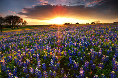 Bluebonnets - Texas State Flower