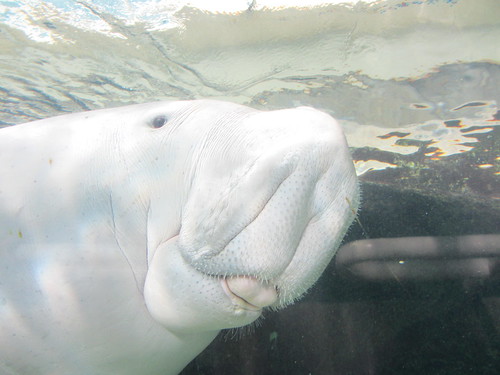 Dugong by BotheredByBees, on Flickr